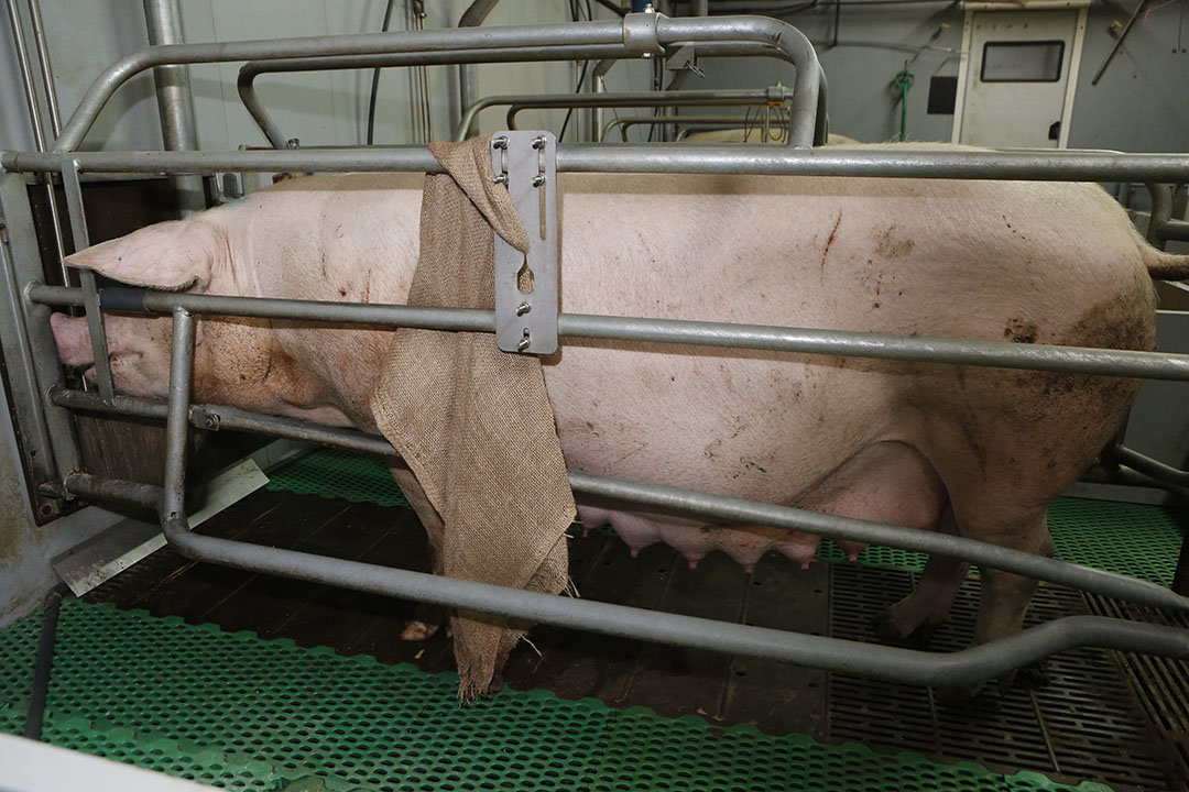 The perceived “ideal” target for sow body condition score varies between individuals across the herd. Photo: Henk Riswick