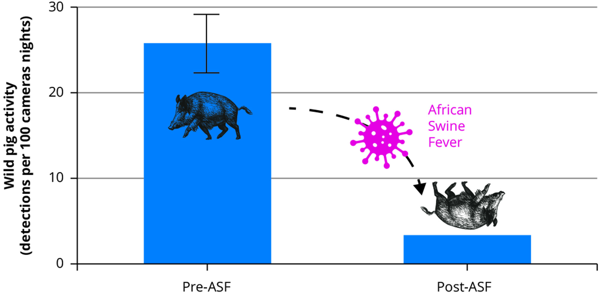 wild boar Asia