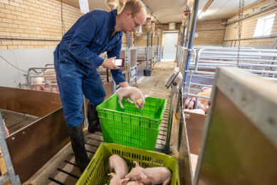 Stefan Hermans weighs piglets and checks the results on the scales. Photos: Peter Roek