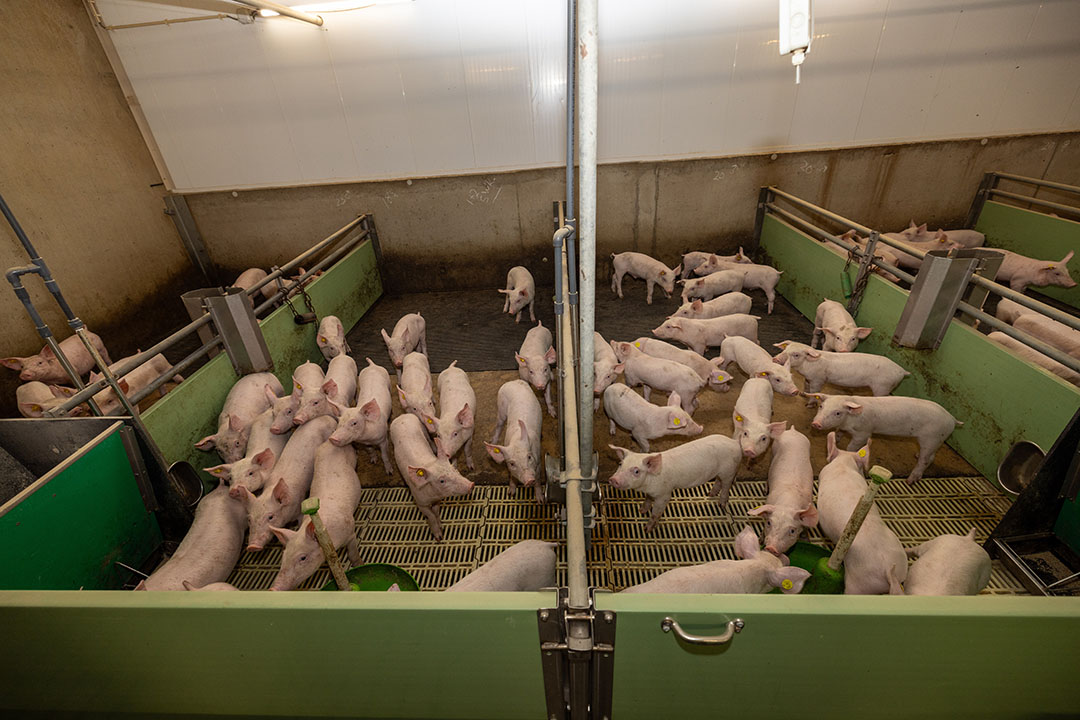 The monitoring of piglet weight continues in the weaner phase.