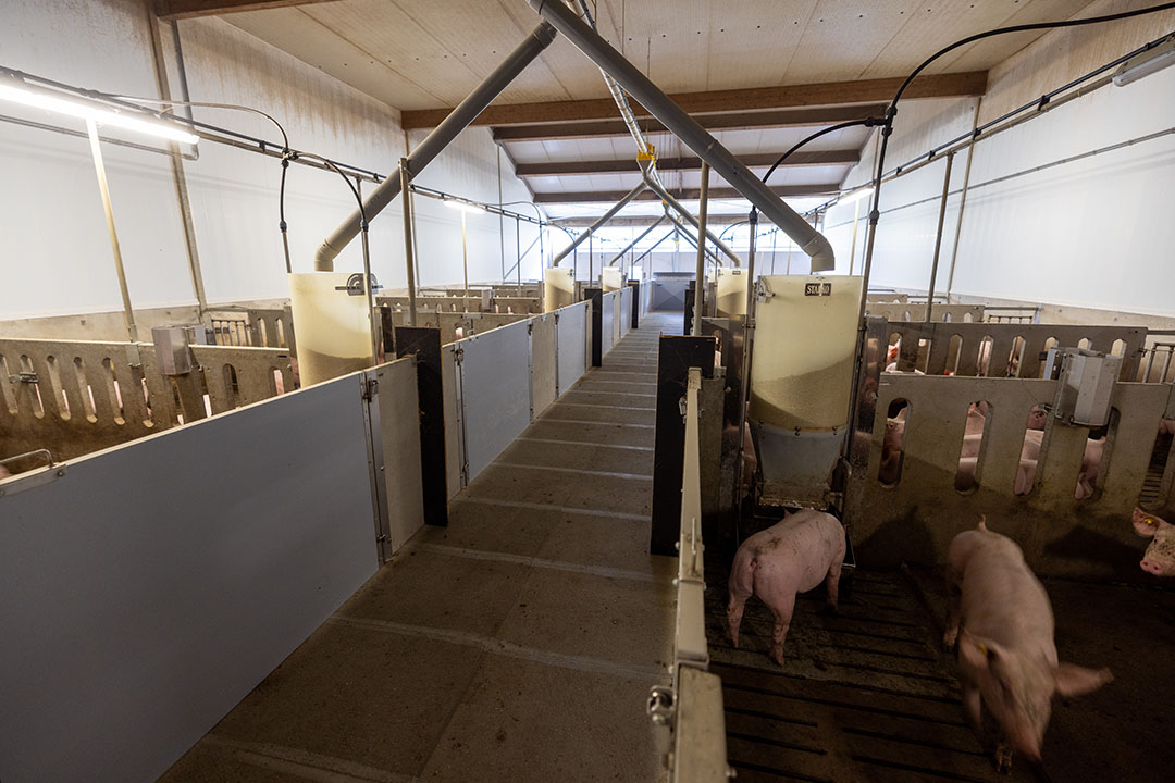 The finishing pig house has wide alleyways.
