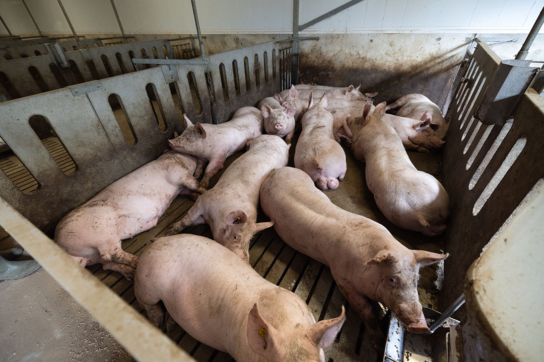 Finishing pigs when approaching slaughter weight. Another weighing round is happening just before slaughter.