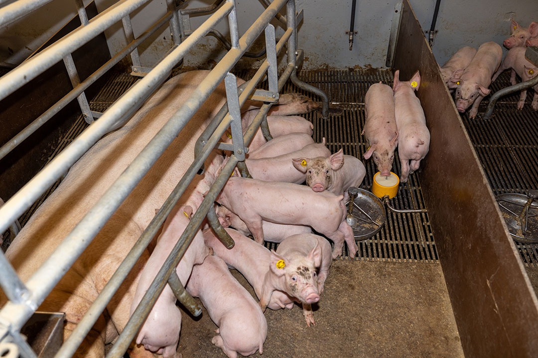 A piglet is using the cup with supplementary milk, showing the system like it is intended - it helps those piglets to catch up when real milk is difficult to access.
