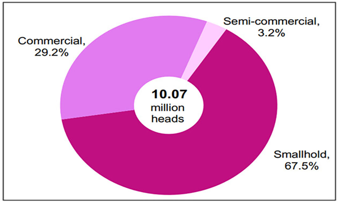 Figure 2 — Distribution of pig inventory by classification: as of 30 June 2023.