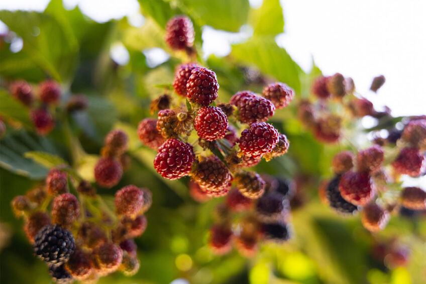 mulberry silages