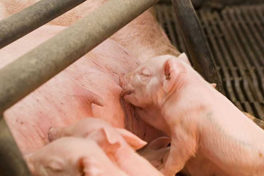 Piglets like any producer would like to see them: drinking healthily with their mother. Photo: Bart Nijs