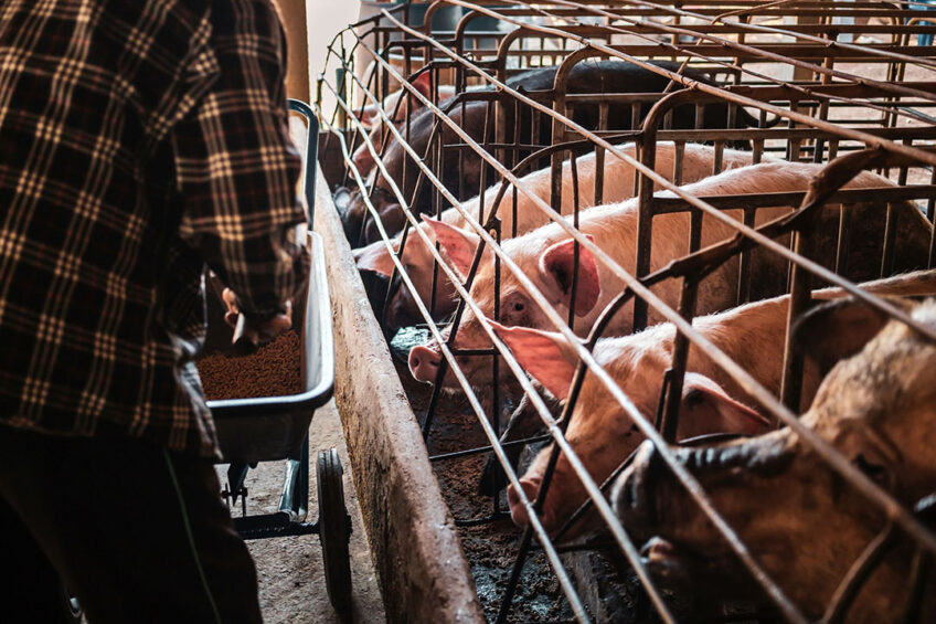 Feed has been evidenced as a potential fomite for swine viruses. Photo: Canva