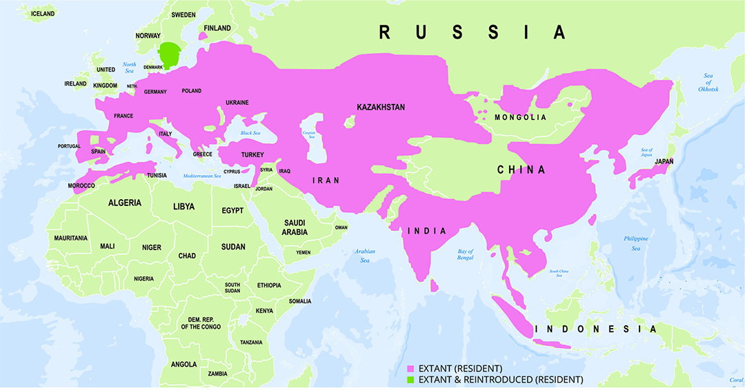 Geographical spread of wild boar (Sus scrofa) populations throughout the Eurasian continent. Illustration: www.iucnredlist.com