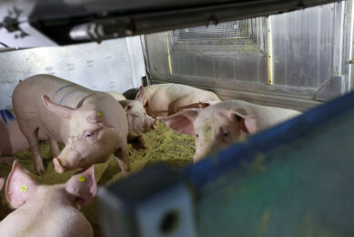 Young healthy gilts upon arrival at a multiplication site. Photo: Bert Jansen