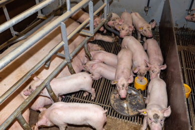 gut health piglets