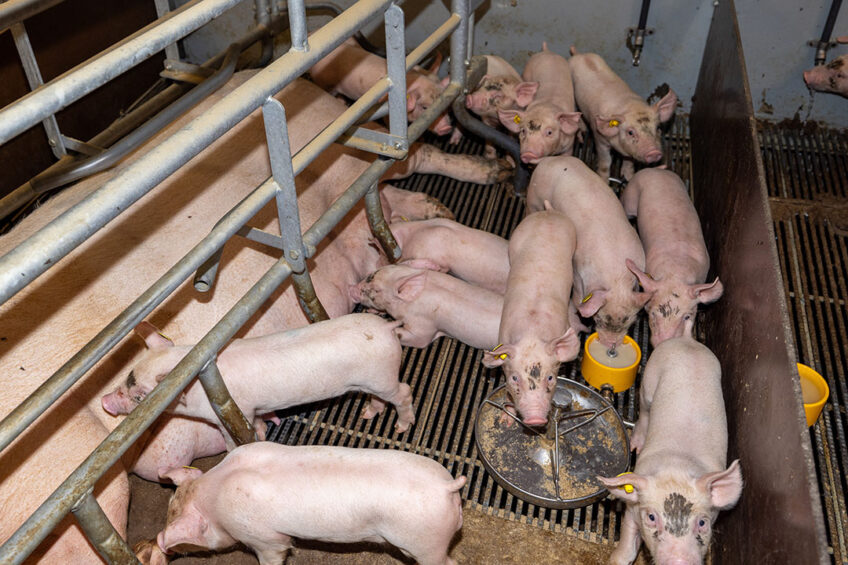 gut health piglets