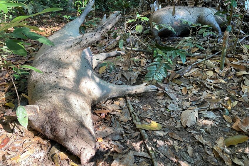 Dead wild boar as a result of ASF virus in peninsular Malaysia, photographed within three days of the animals’ death, early June 2022. Photo: Matthew S. Luskin and team