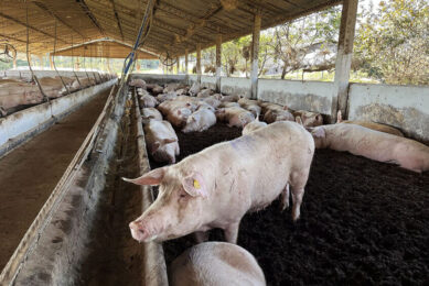 Brazil pig production