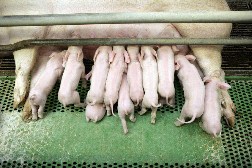 pig mortality