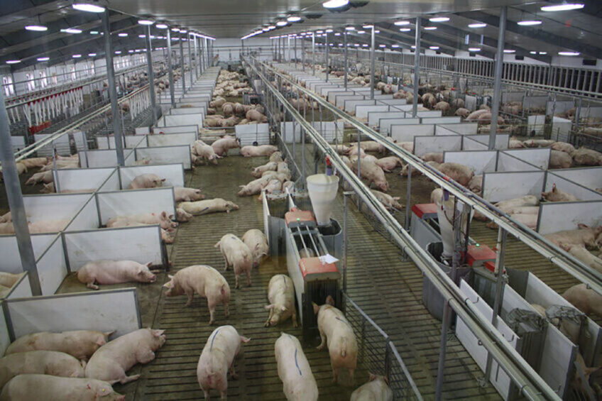 Group housed sows at a farm in Indiana. Photo: Vincent ter Beek