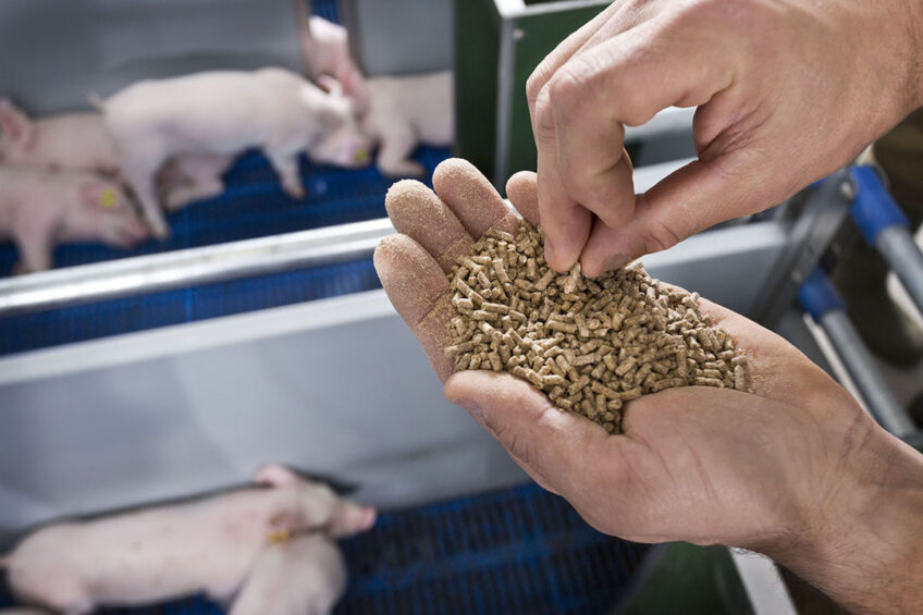 The parameters of feed processing techniques in ingredients and feed mixtures impact pig efficiency and health. Photo: Trouw Nutrition