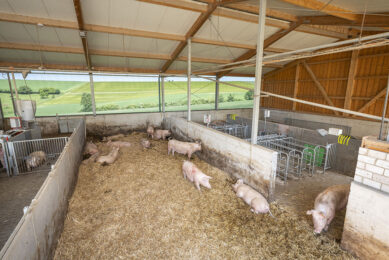 From February 2029, group housing for sows is compulsory even in the AI phase. Photo: Schildmann