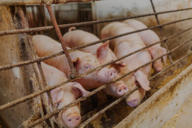 US pig industry