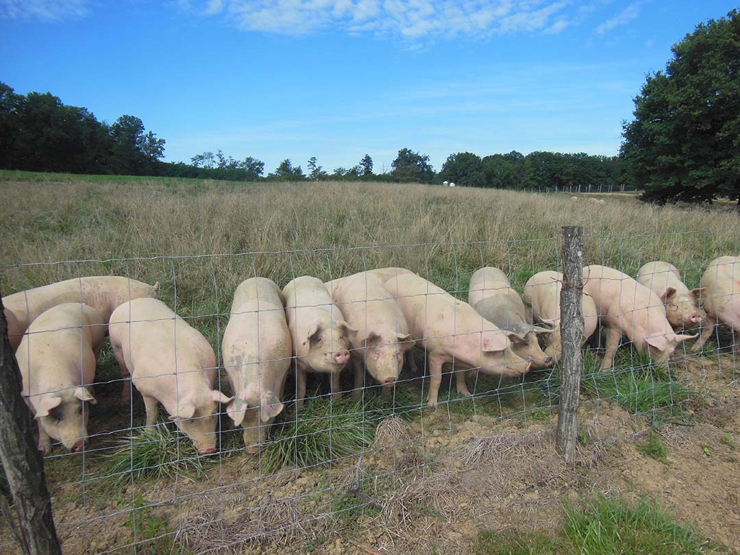 A nice batch of pigs arrived in October 2022 and was ready for slaughter in September 2023.