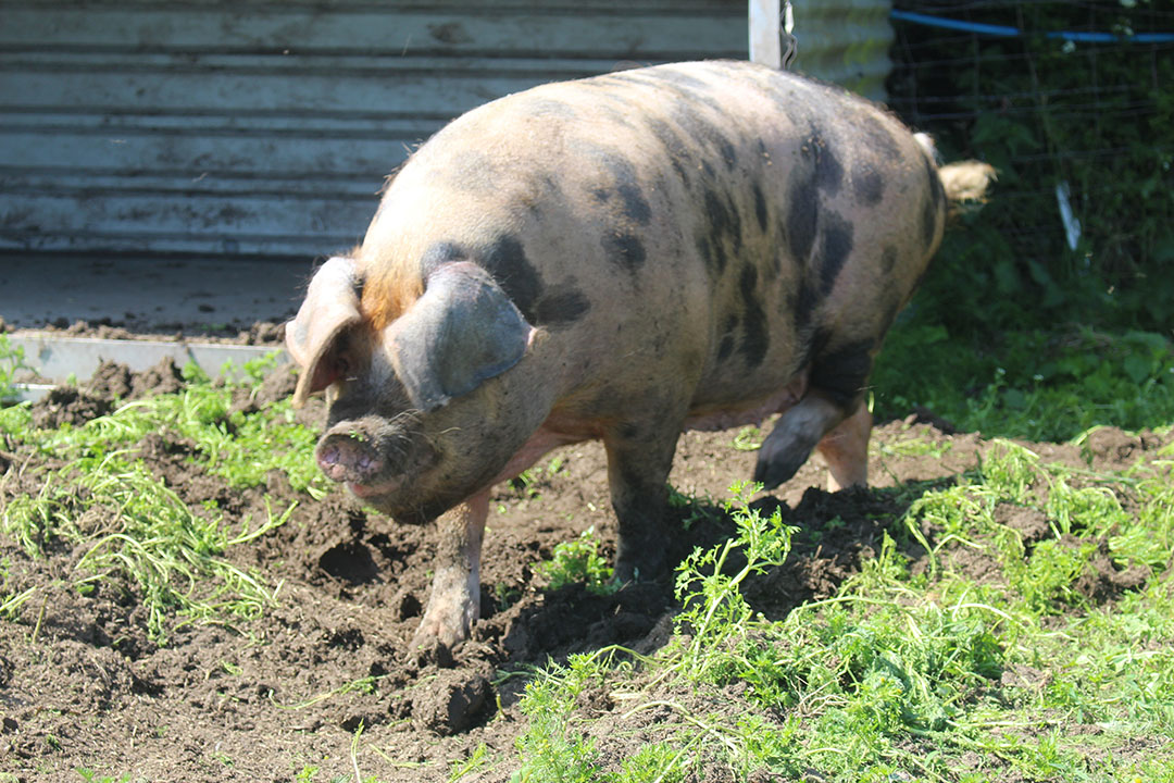 Oxford Sandy and Black sows can stay outdoors most of the year at Cotlea farm.