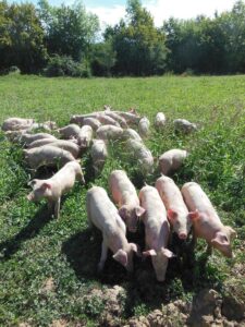 Piglets are enjoying running around in the pastures.