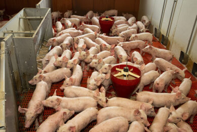 French pig farmers