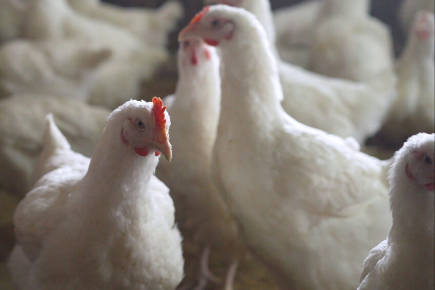 Use of postbiotics and essential oil compounds in broilers