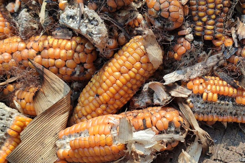 It is better not to offer this for consumption for animals: maize affected by mycotoxins. Photo: Canva
