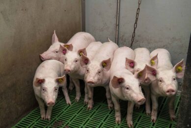 With nutritional means it is possible to reduce the use of antibiotics in piglets. Photo: Schothorst Feed Research