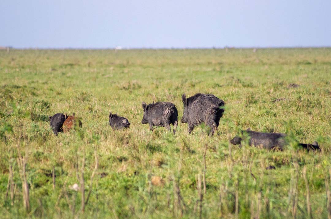 Van Hees and his colleagues caught wild piglets and learned about their stomach contents. These feral pigs were photographed in Buenos Aires province. Photo: Dr Hubèrt van Hees