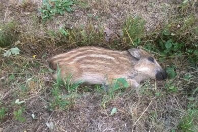 A dead wild boar photographed in the Czech Republic. Photo: Petr Satran, Czech State Veterinary Administration