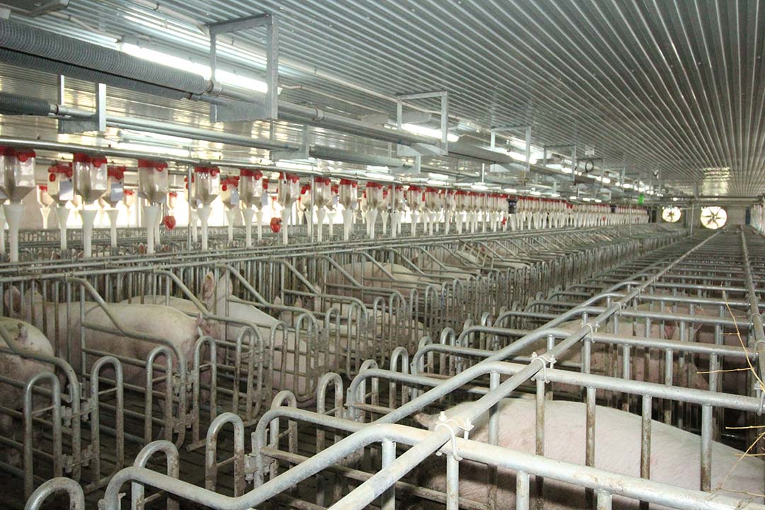 A gestating sow house in a research swine facility near Beijing, China. Photo: Vincent ter Beek