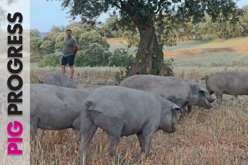 Brazil, breeding and iberico hams in Pig Progress 2