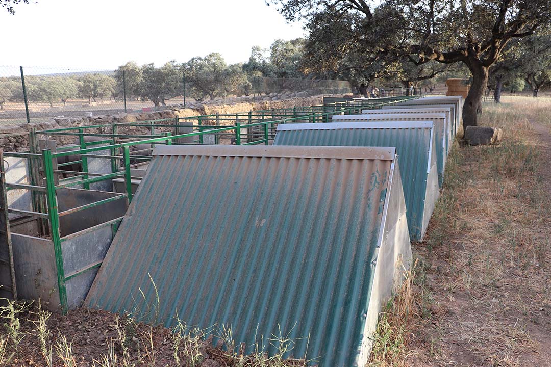 The sows are farrowing in individual homes, and will be loose. The shape of the roof prevents them from crushing their piglets.