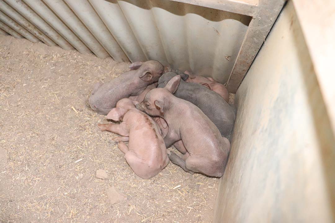 Most sows have litters of about five to eight piglets. With two litters per year, the sows can reach, on average, up to 15 piglets/sow/year.