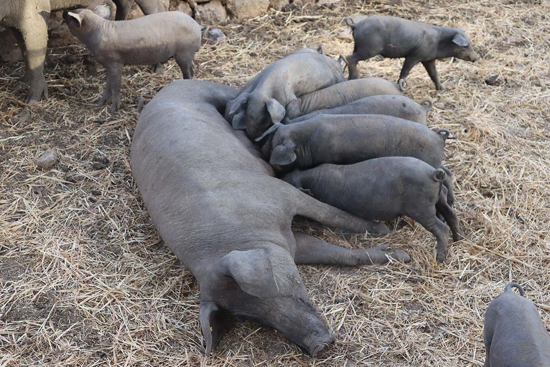 Piglets are weaned at four weeks of age. During the last days of lactation, all piglets and sows share the same area.