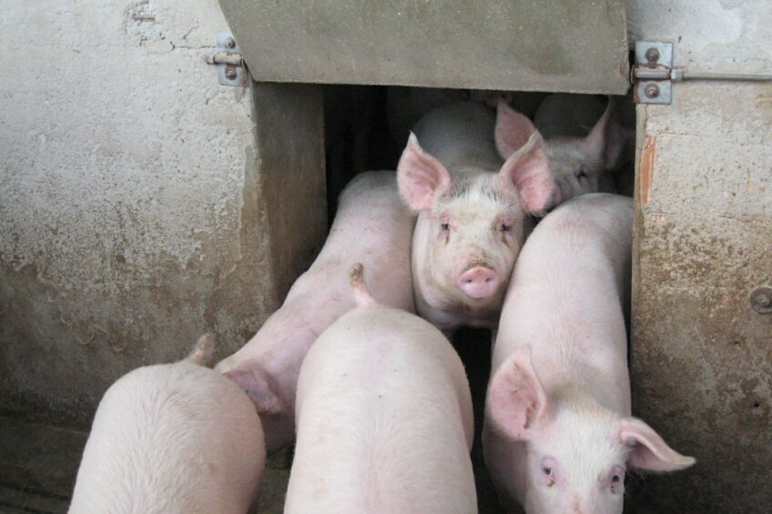 Grower pigs in a facility for Parma ham production, located in Modena province, Italy. Photo: Vincent ter Beek