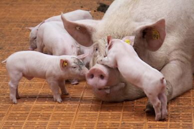 A loose-housed sow with piglets on a farm in the north of the Netherlands. Practices like these will be shared in the WelFarmers project. Photo: Hans Banus