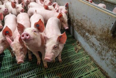 A recent study has shown that the addition of an anti-mycotoxin blend minimises the adverse effects caused by mycotoxin contaminated feed of nursery pigs. Photo: Bert Jansen
