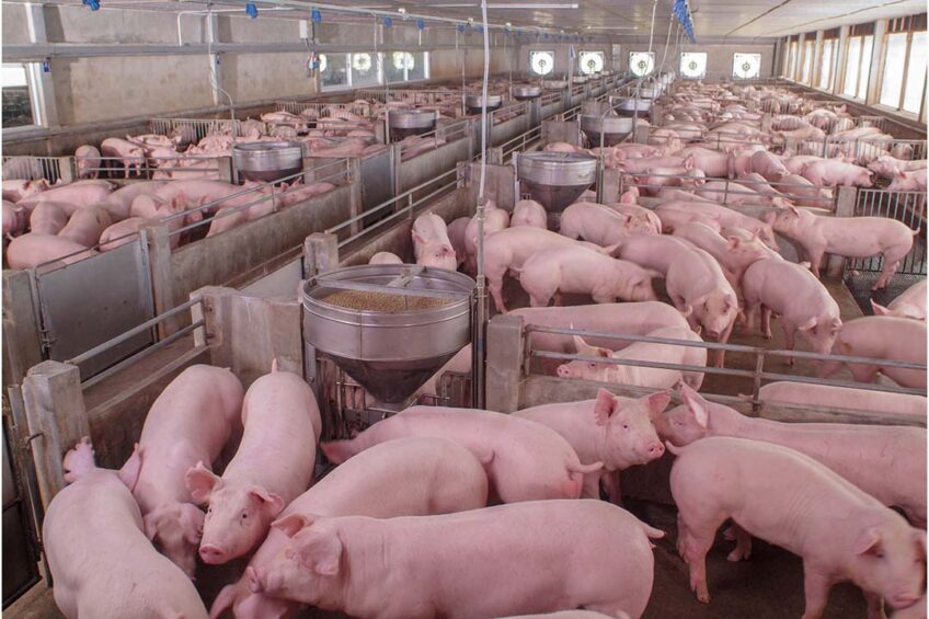 ​Russian pig producers