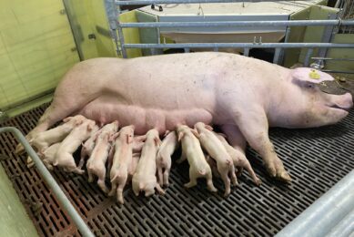 Making a difference to the welfare of pigs