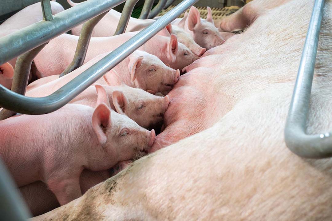 Healthy drinking piglets at Walt Landgoed. The farm will inevitably have a mortality rate, necessitating the safe disposal of carcasses. Photo: Walt Landgoed