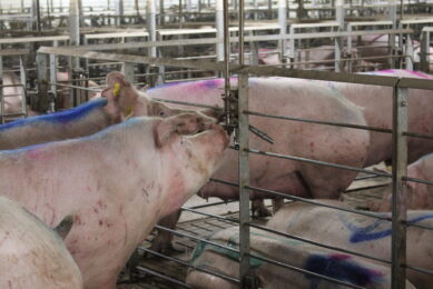 ASF Russia: Half a million pigs culled in 2023