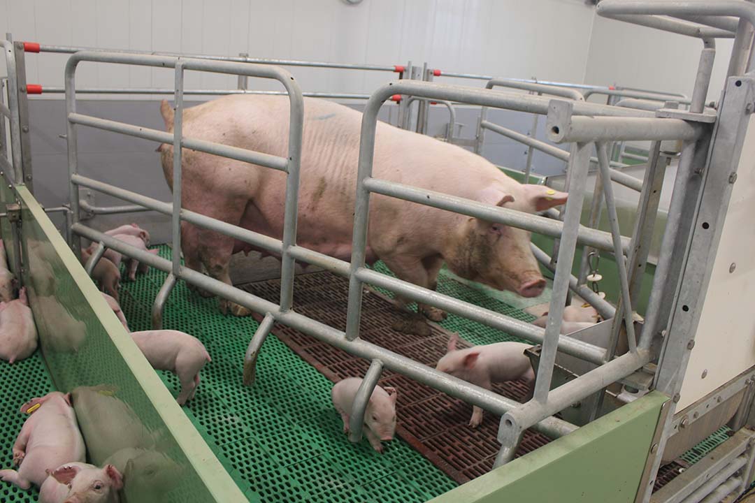 Lactating sows are kept in pens that can be opened.