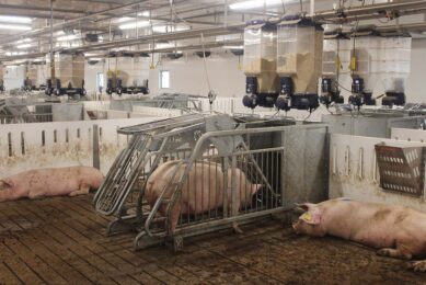 Gestal feeders have been installed in the group housing facilities for gestating sows. Photos: Vincent ter Beek
