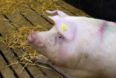 Heat stress in sows: how to cope with it?