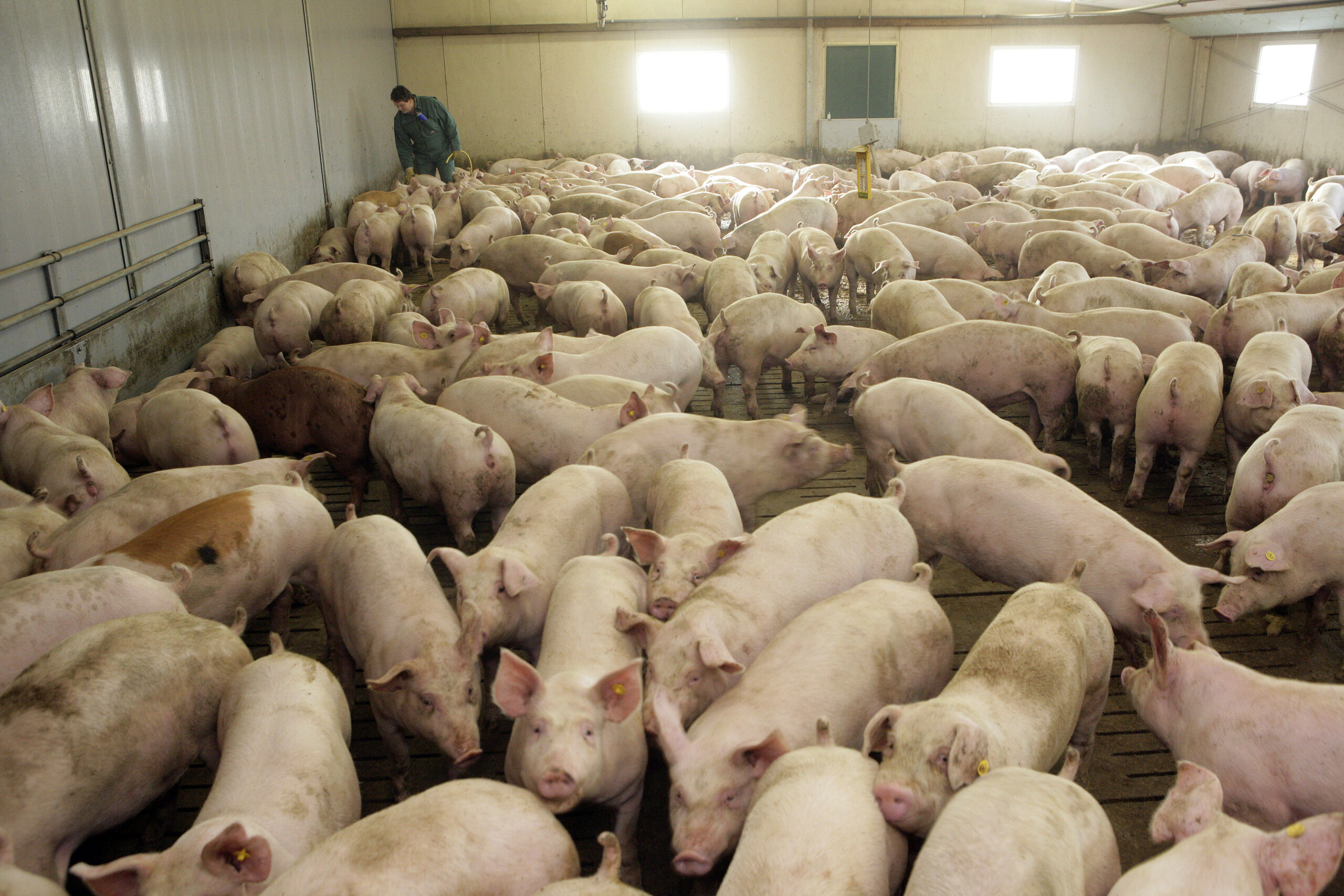 4.300 deutsche Schweinehaltungsbetriebe weniger seit 2020