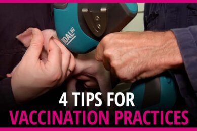 VIDEO: 4 tips for good vaccination practices in piglets
