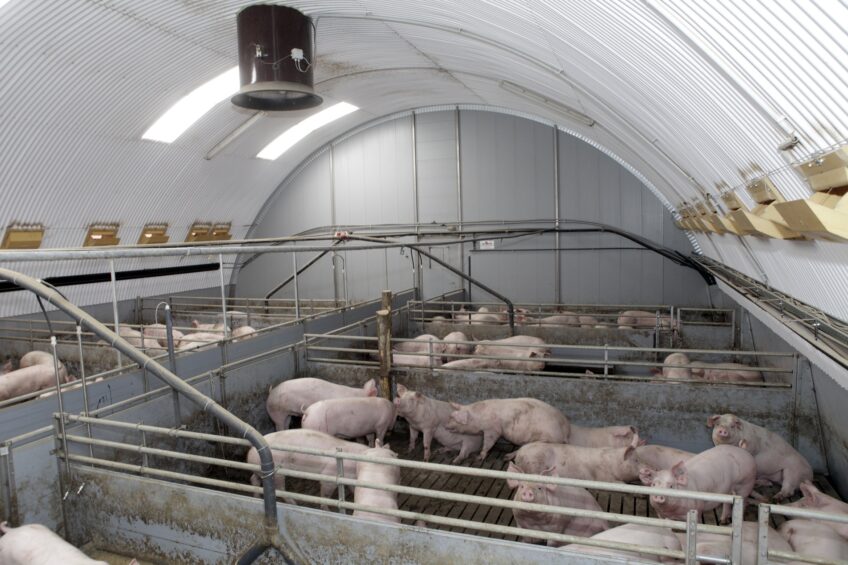colour pigs