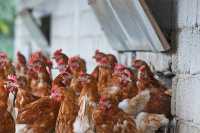 Sustainability and Welfare